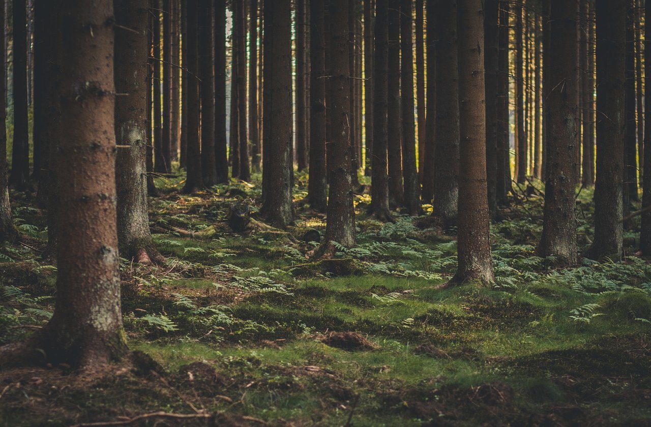 forest-1568788_1920.jpg