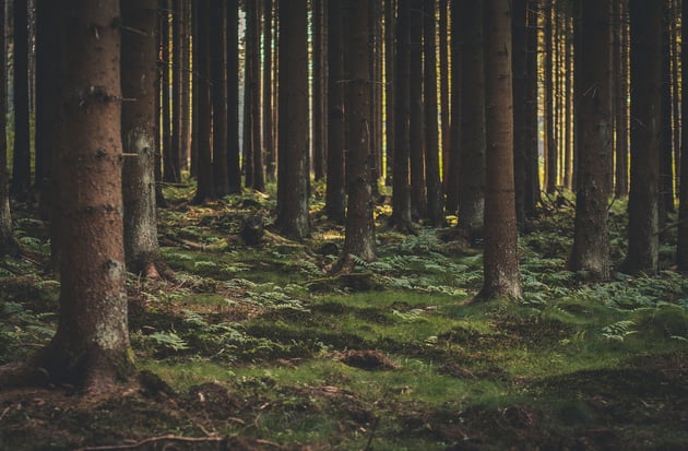 forest-1568788_1920.jpg